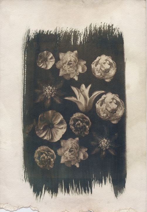 Flowers, toned cyanotype by Keith Mistler
